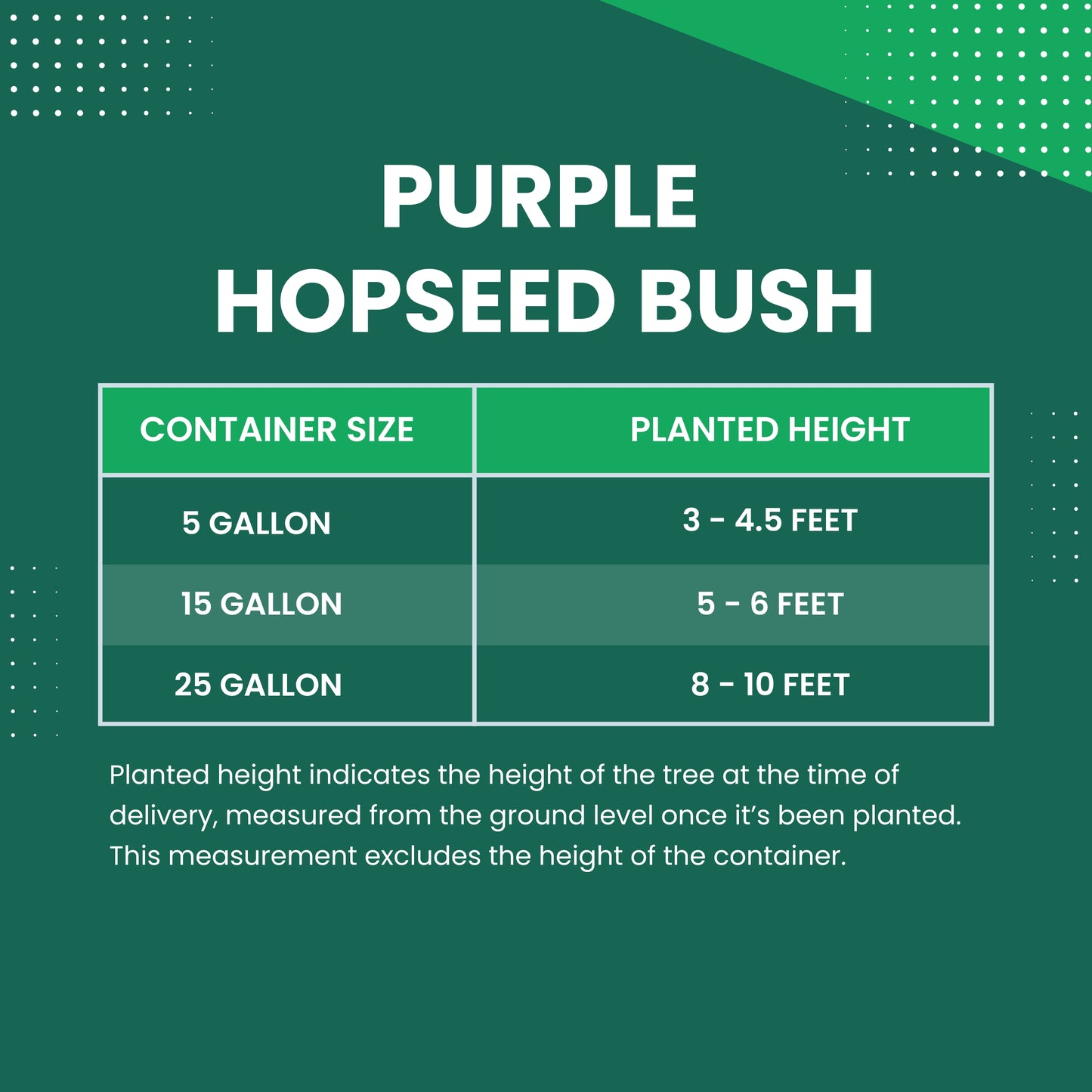 Purple Hopseed Bush Size Chart