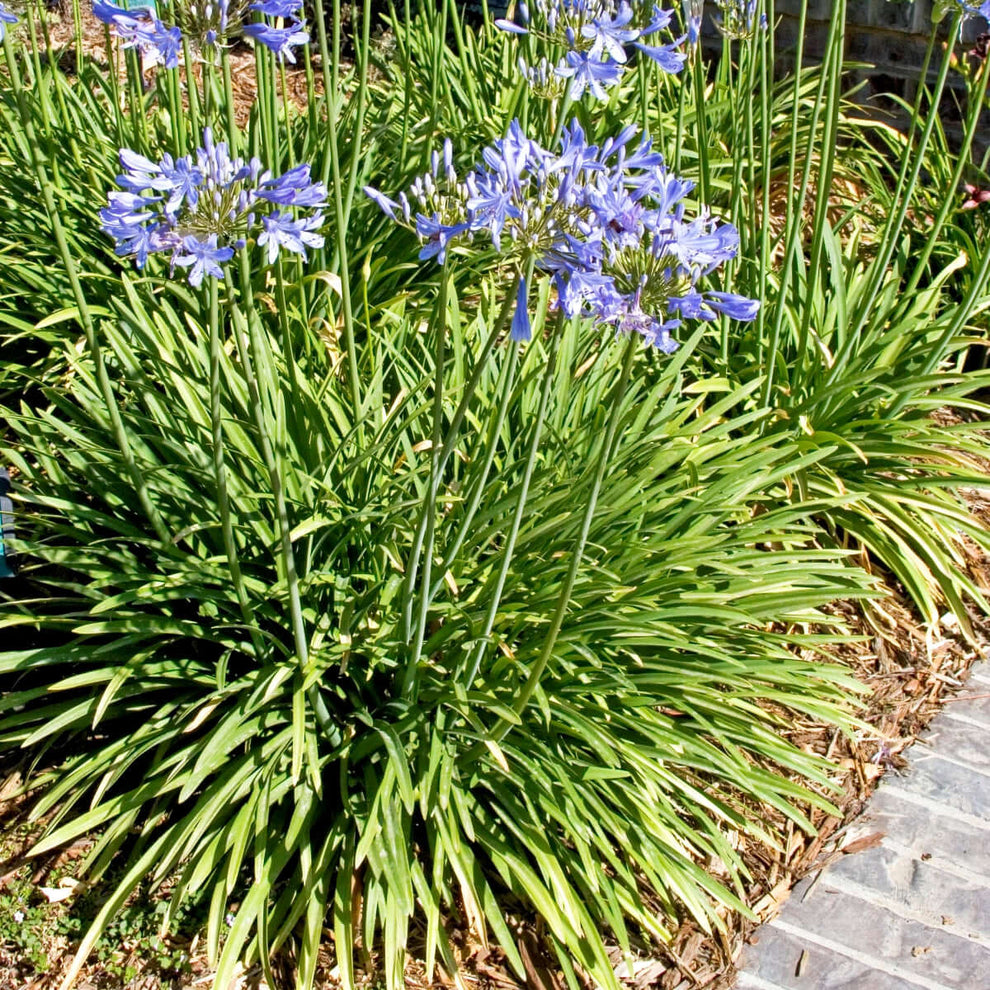 Agapanthus Queen Anne | Plants Express