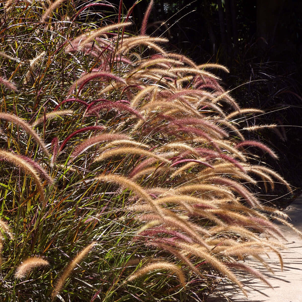Red Fountain Grass (Pennisetum x advena 'Rubrum’) – Plants Express