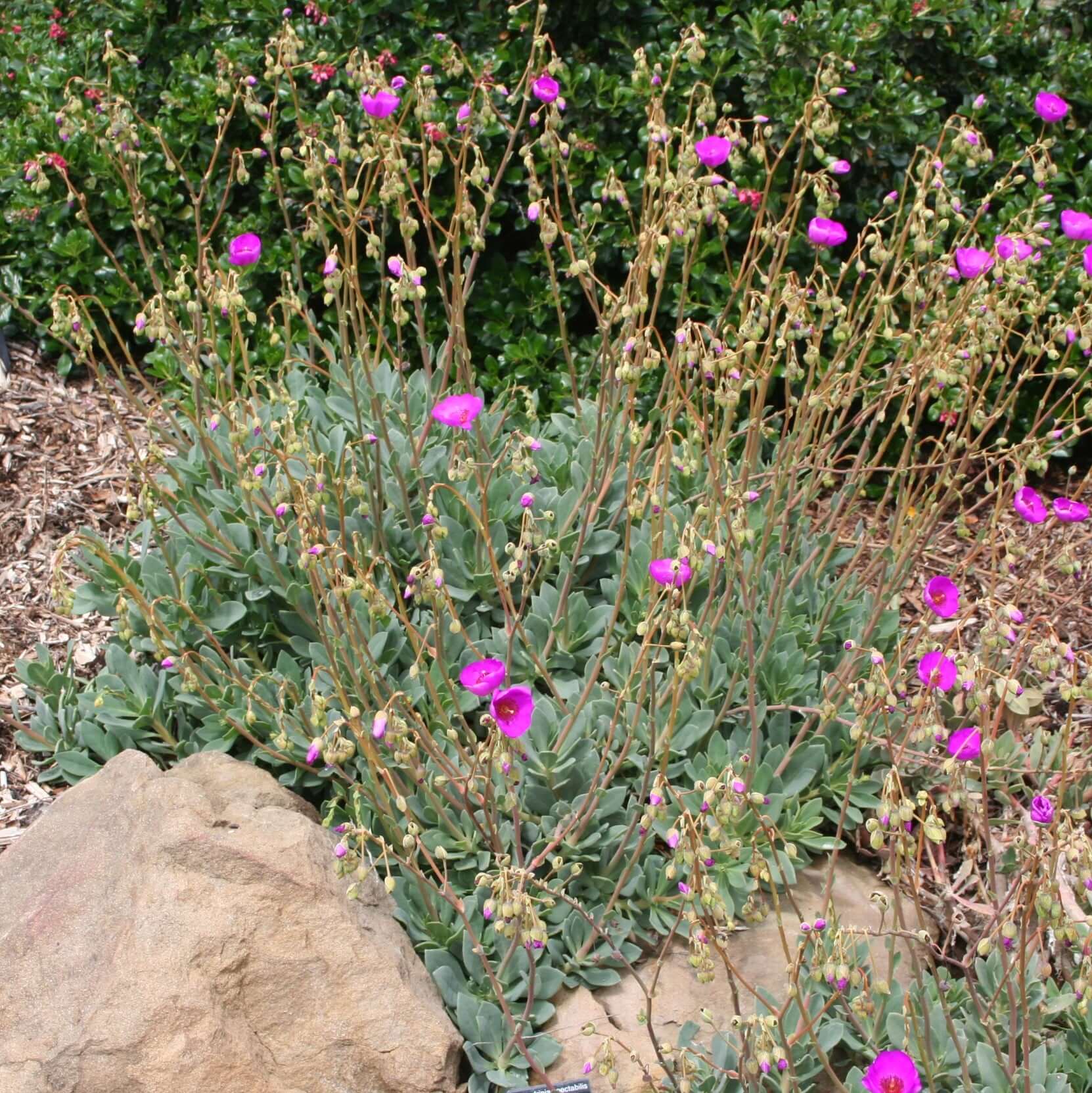 Pink Rock Purslane - Calandrinia spectabilis – Plants Express