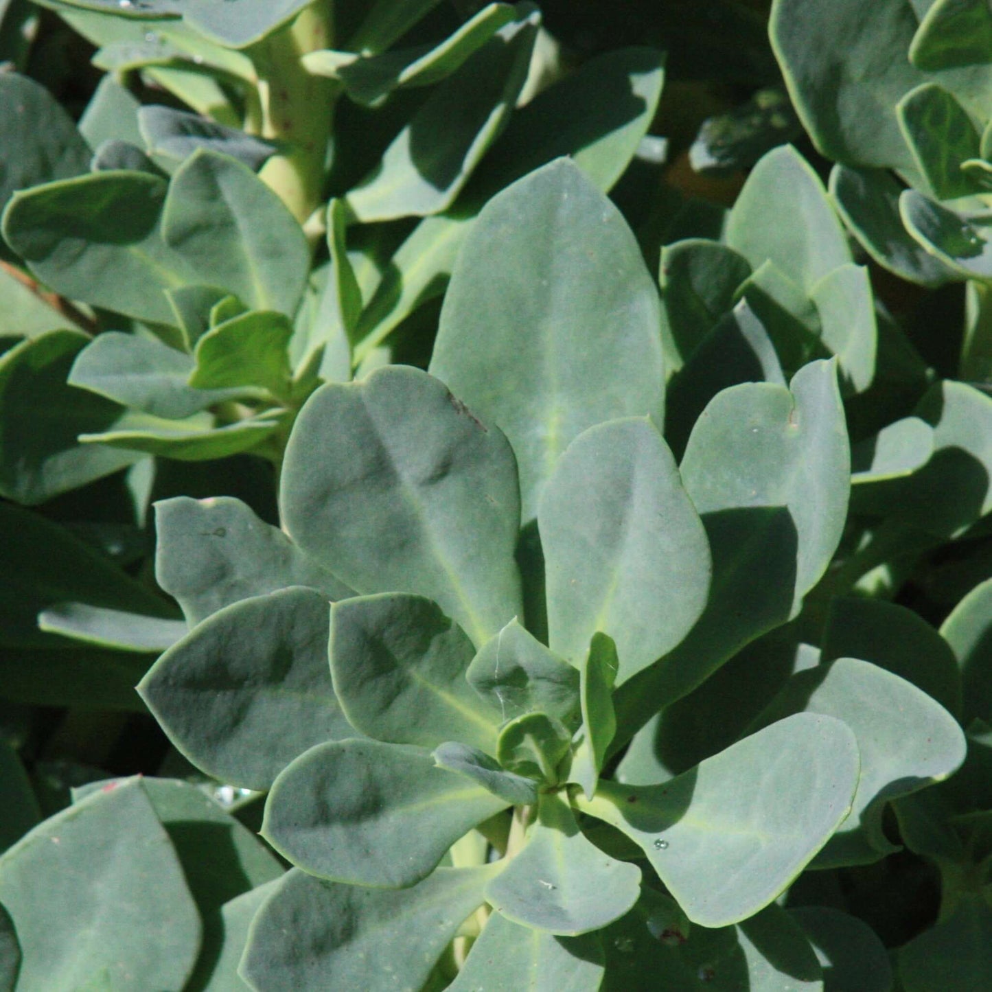 Pink Rock Purslane (7889347936511)