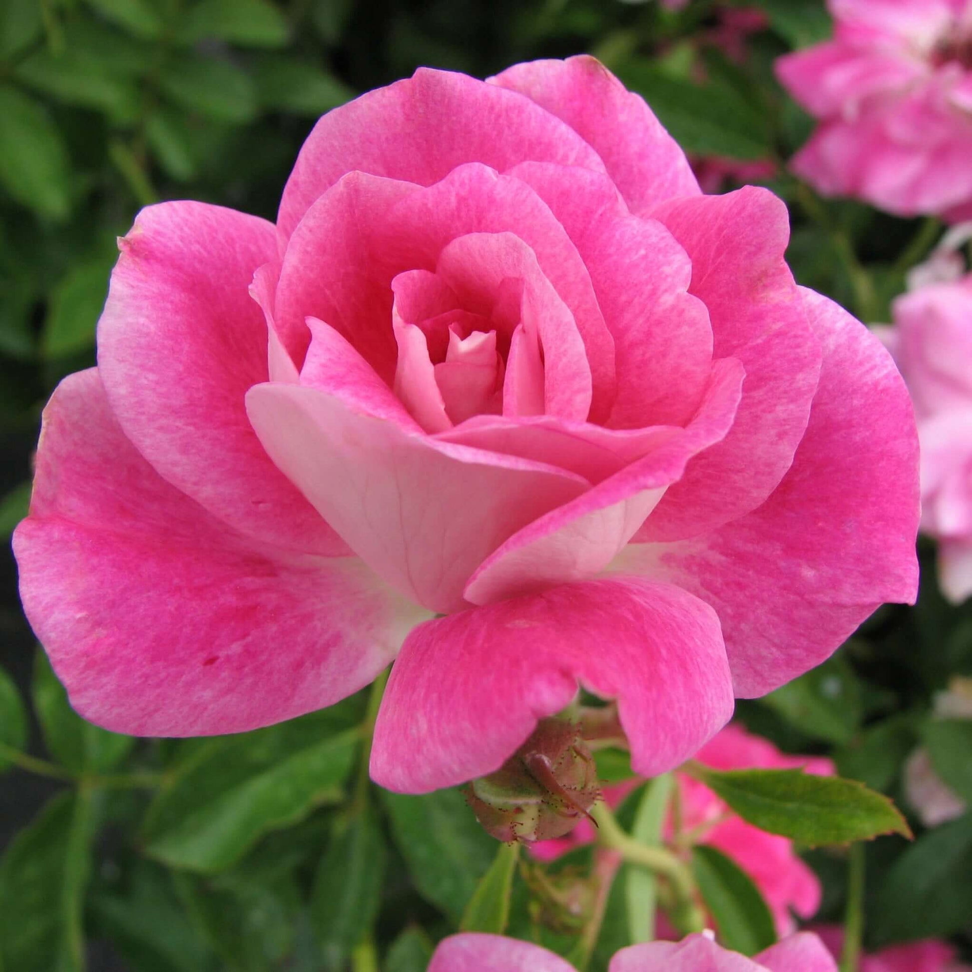 Brilliant Pink Iceberg Shrub Rose Close Up Flower