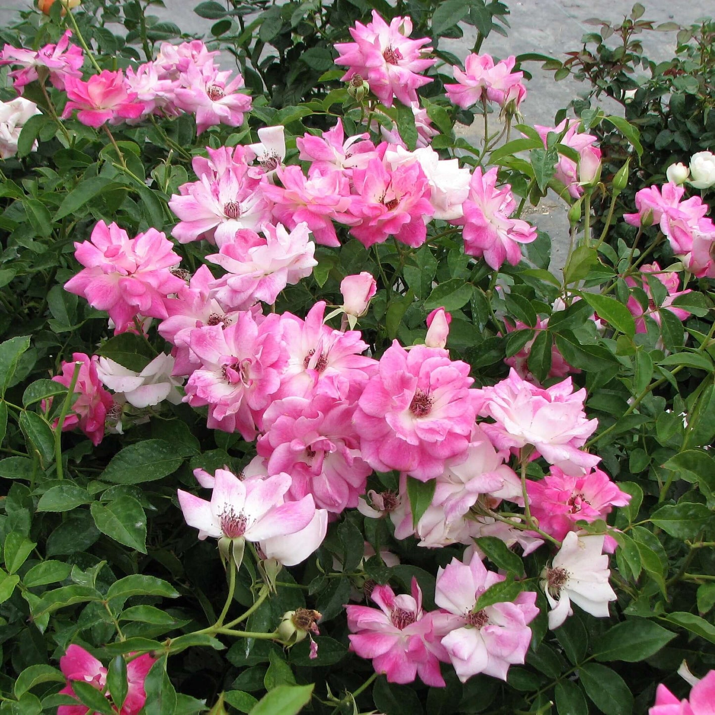 Brilliant Pink Rose Bloom