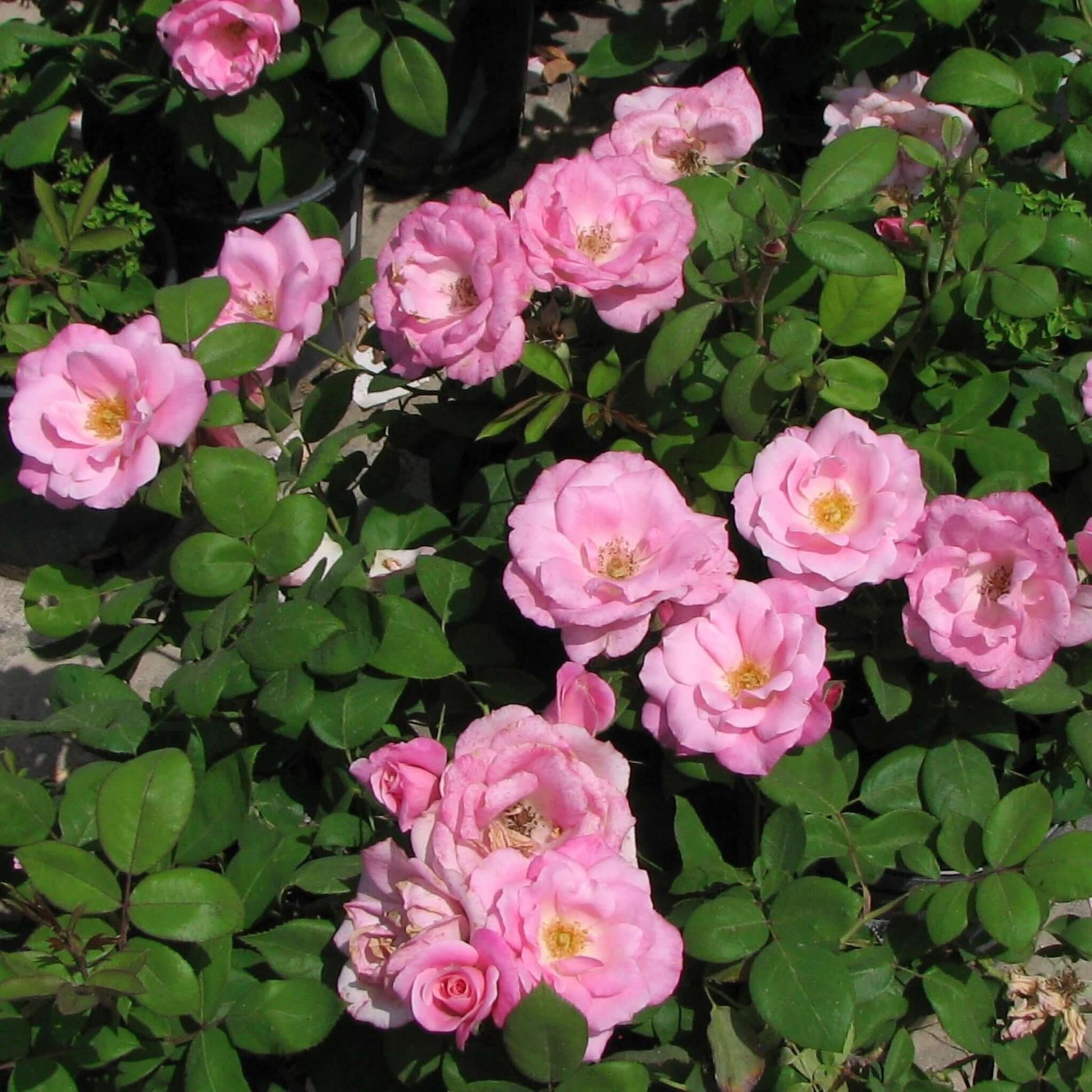 Brilliant Pink Iceberg Rose Planted Landscape