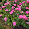 Brilliant Pink Iceberg Rose Bush