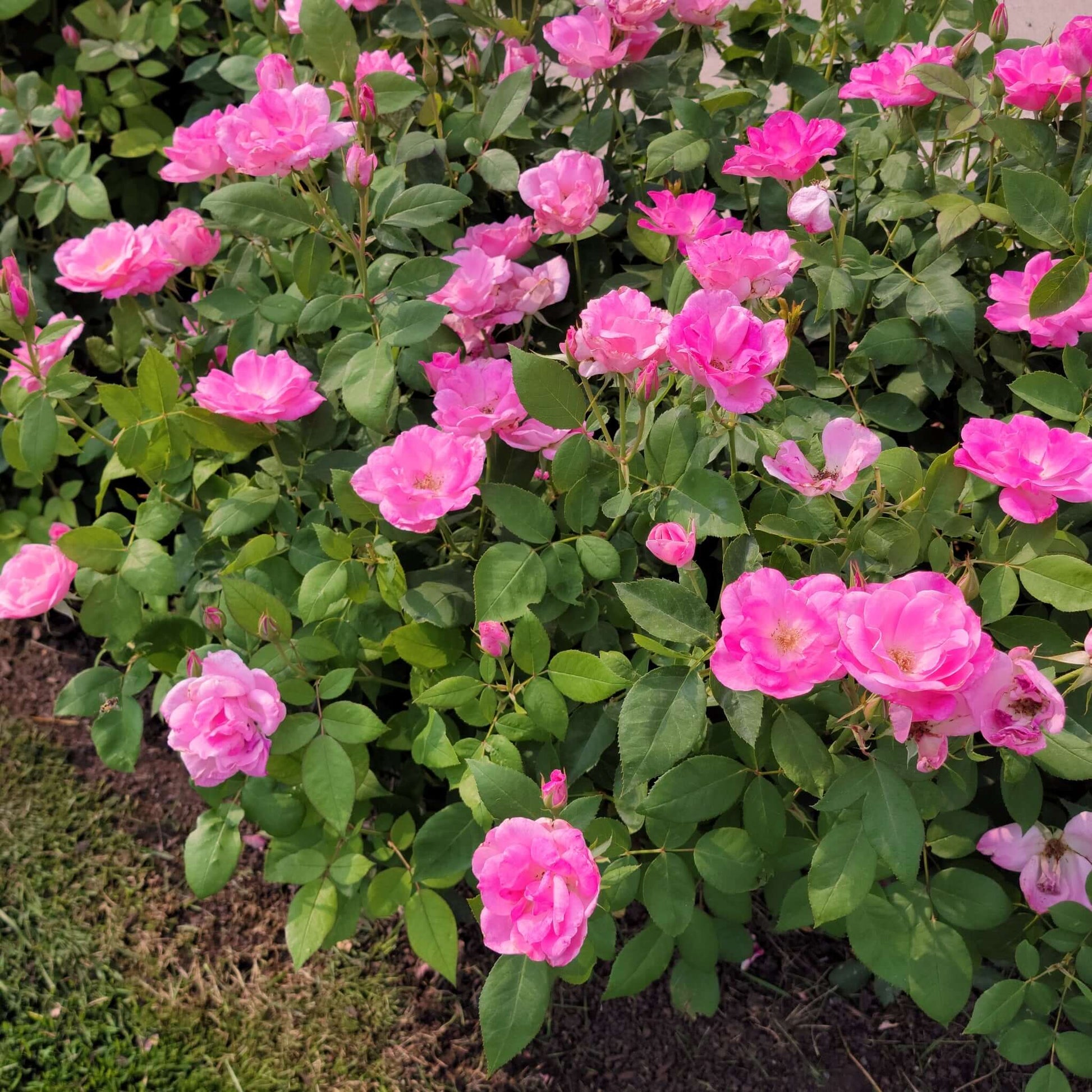 Brilliant Pink Iceberg Shrub Rose