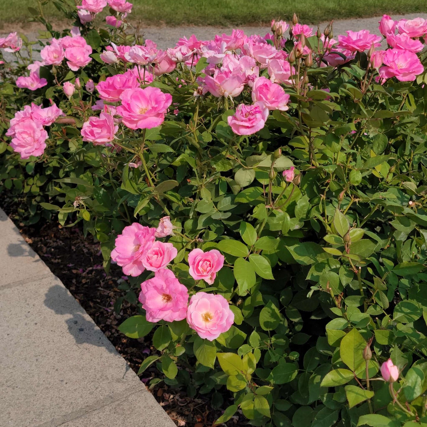 Brilliant Pink Iceberg Rose Garden Design