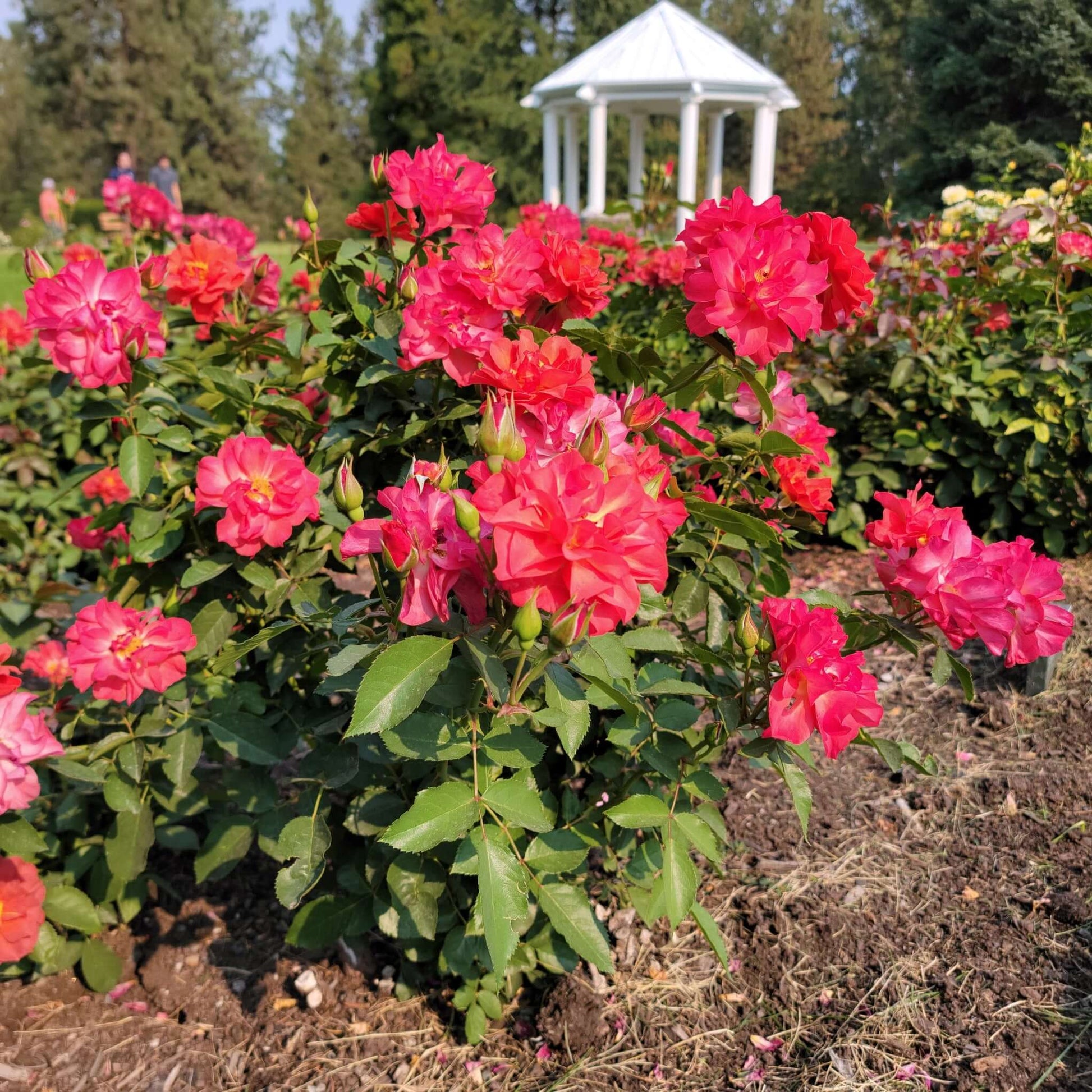 Cinco De Mayo Floribunda Rose Planted Fragrant Flowers