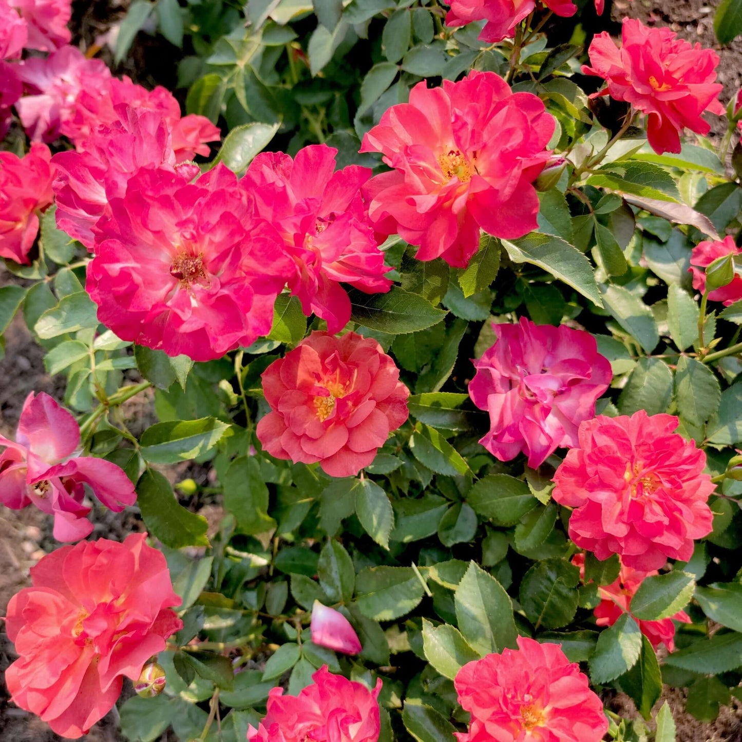 Cinco De Mayo Rose Bush Red Orange Flowers