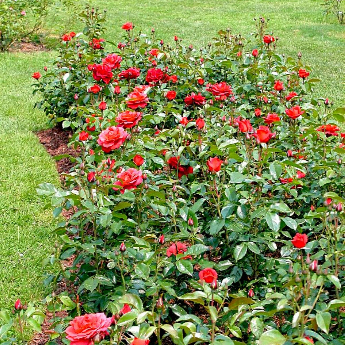 Hot Cocoa Floribunda Rose Planted Garden Landscape