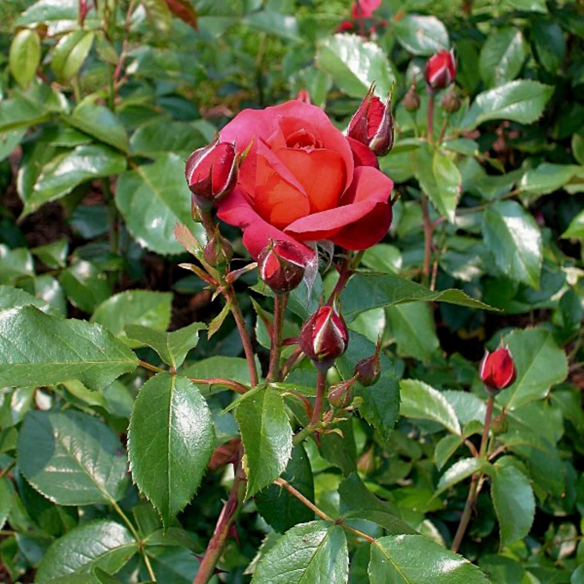 Hot Cocoa Floribunda Rose Fragrant Flower Scarlett Red