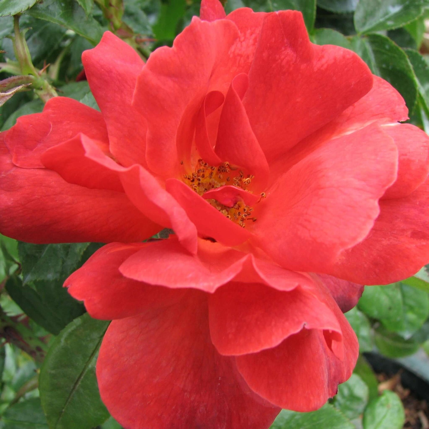 Hot Cocoa Floribunda Rose Red Flower