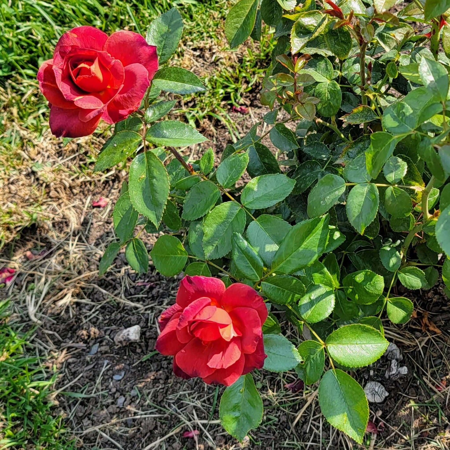 Hot Cocoa Floribunda Rose Planted