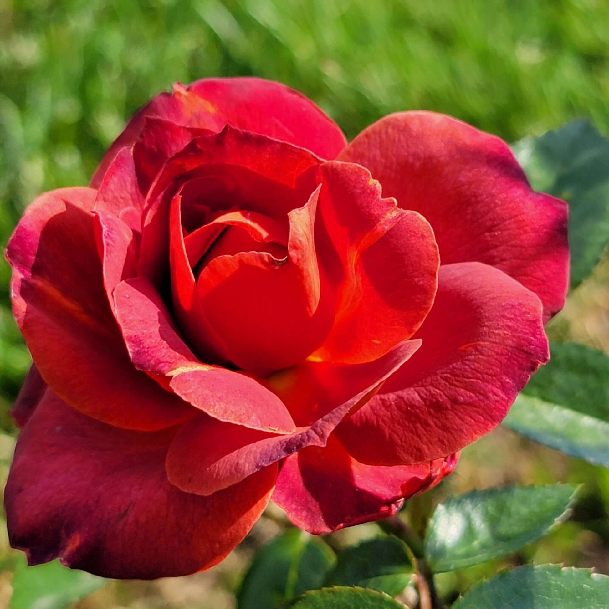 Hot Cocoa Floribunda Rose Close-Up