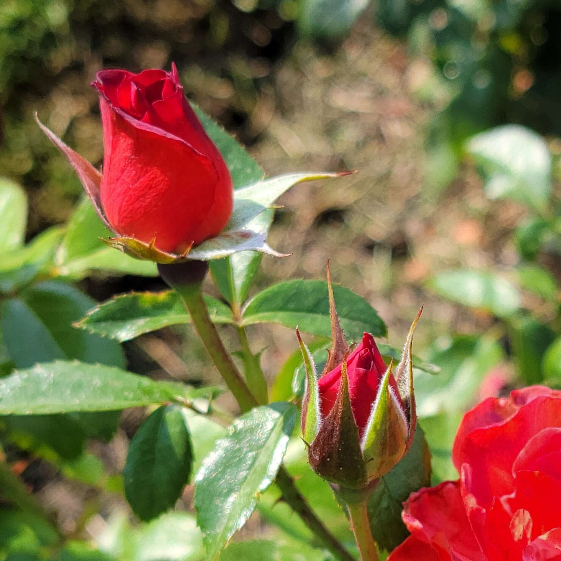 Hot Cocoa Floribunda Rose Bud