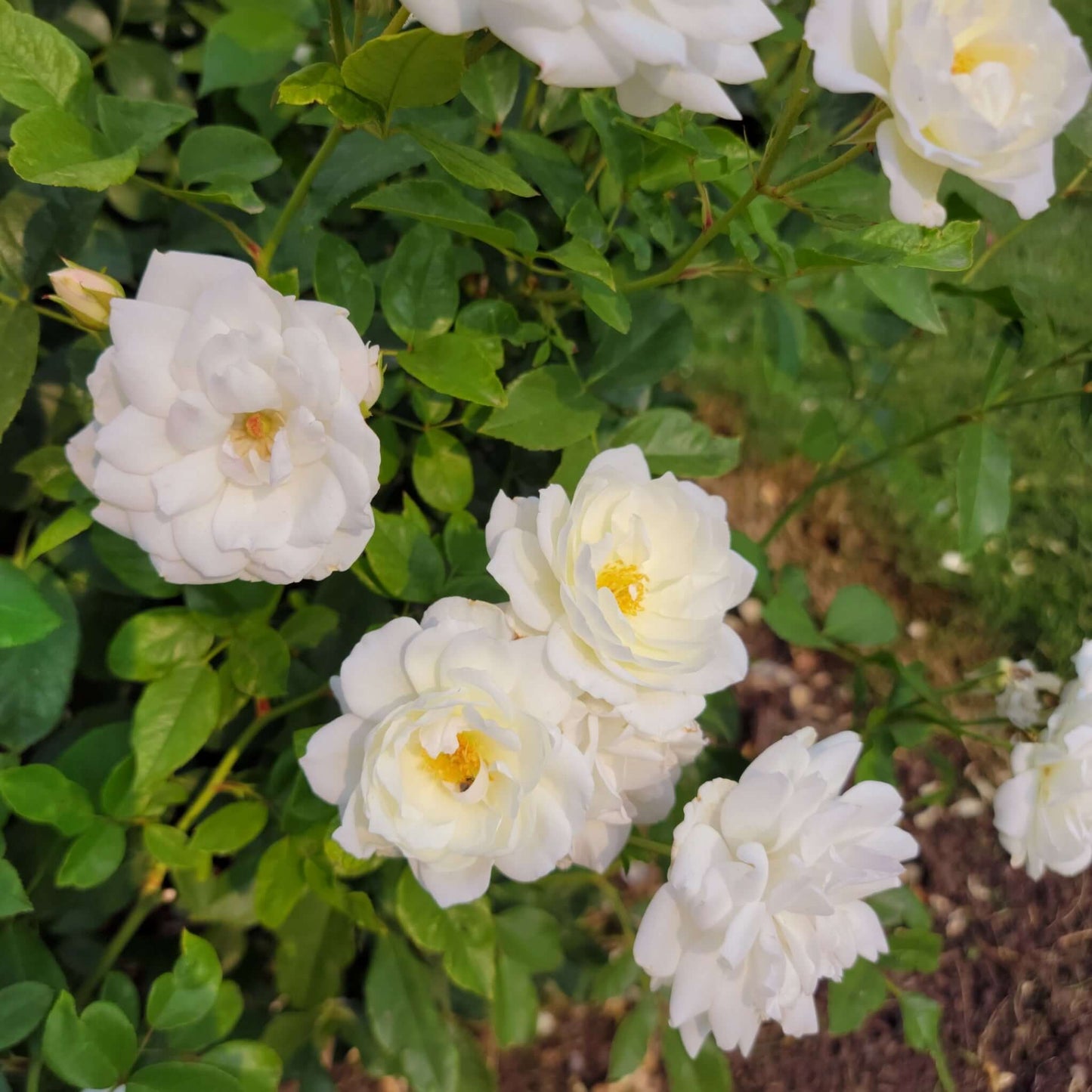 White Iceberg Shrub Rose (7823953133823)