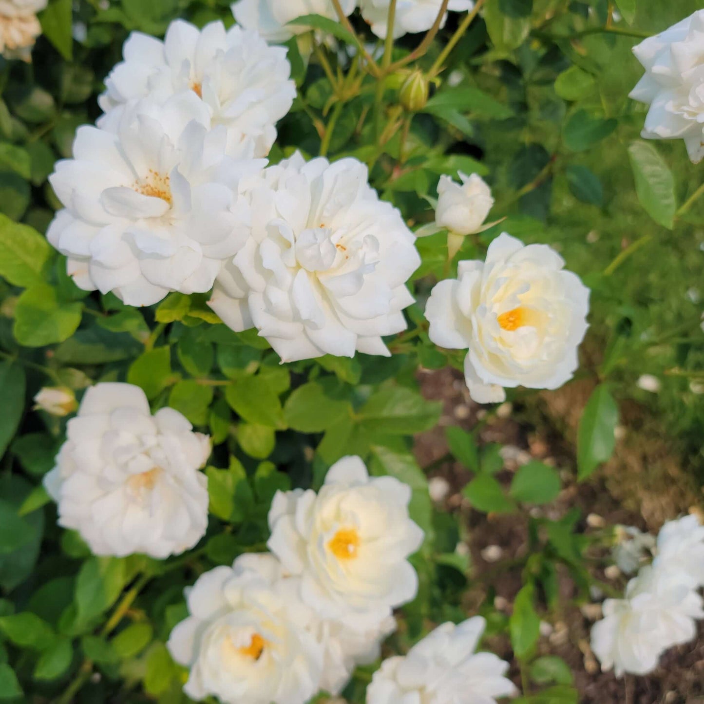 White Iceberg Shrub Rose (7823953133823)