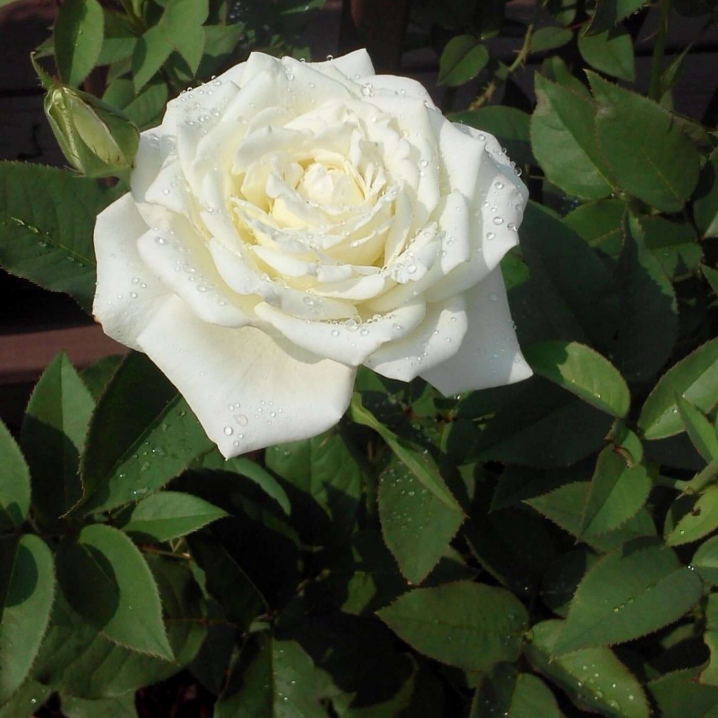 John F. Kennedy Rose Flowering Bush Blooming