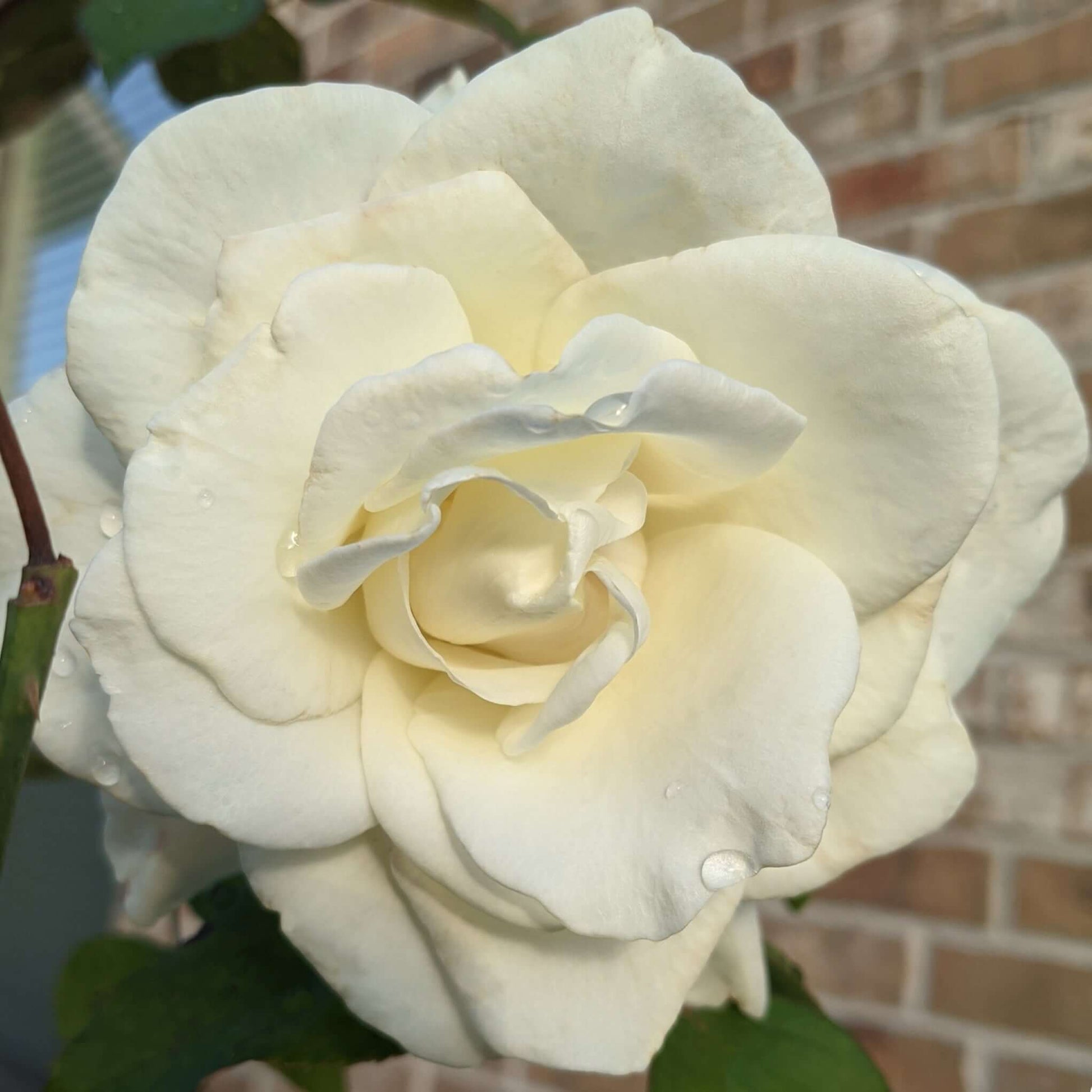 John F. Kennedy Rose Close Up Flower