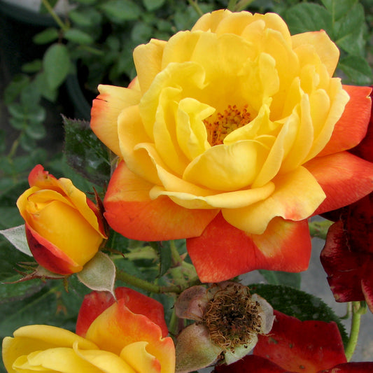 Judy Garland Floribunda Rose Multi-Color Close-Up