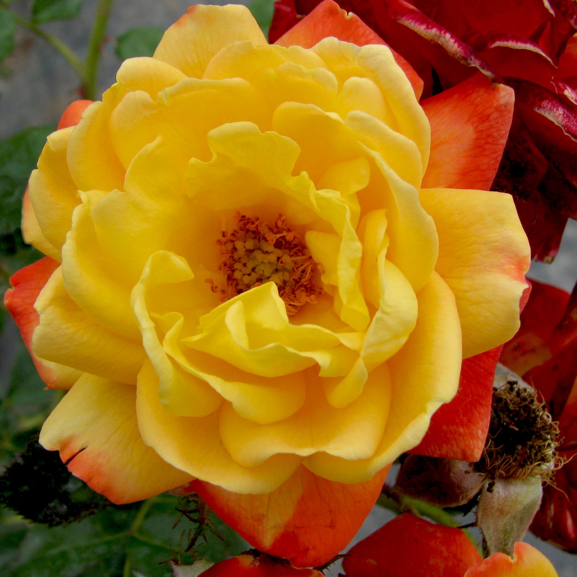 Judy Garland Floribunda Rose Close-Up Yellow blushing to hot orange & scarlet color