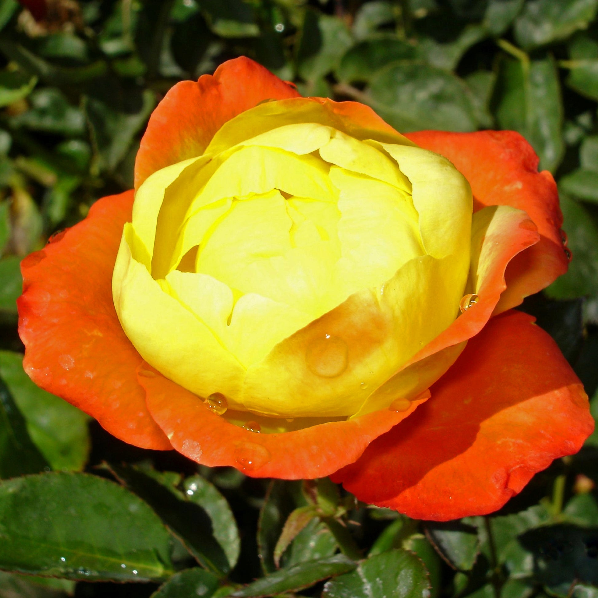 Judy Garland Floribunda Rose