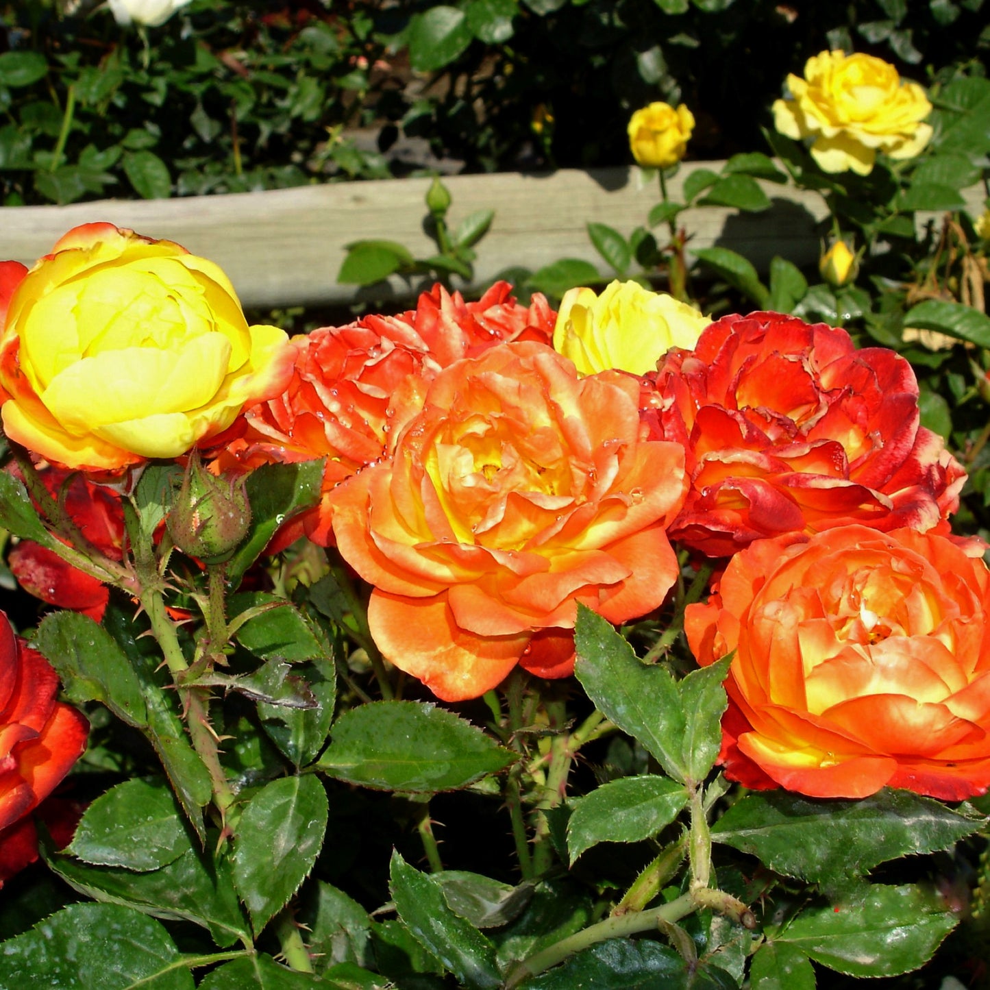 Judy Garland Floribunda Rose