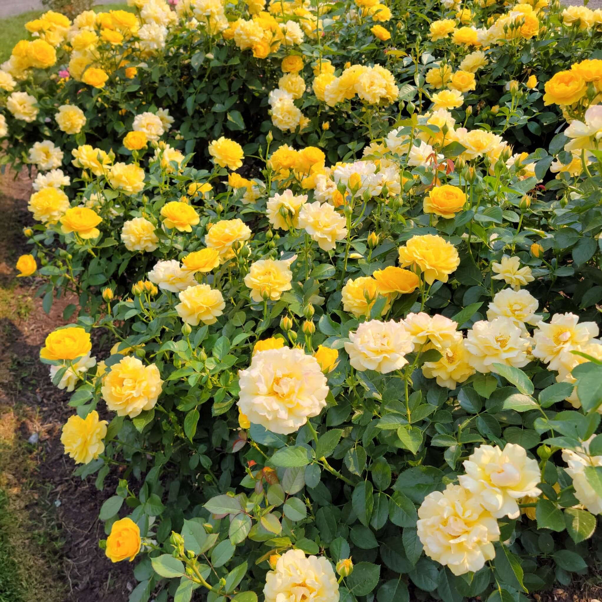 Julia Child Rose | Plants Express