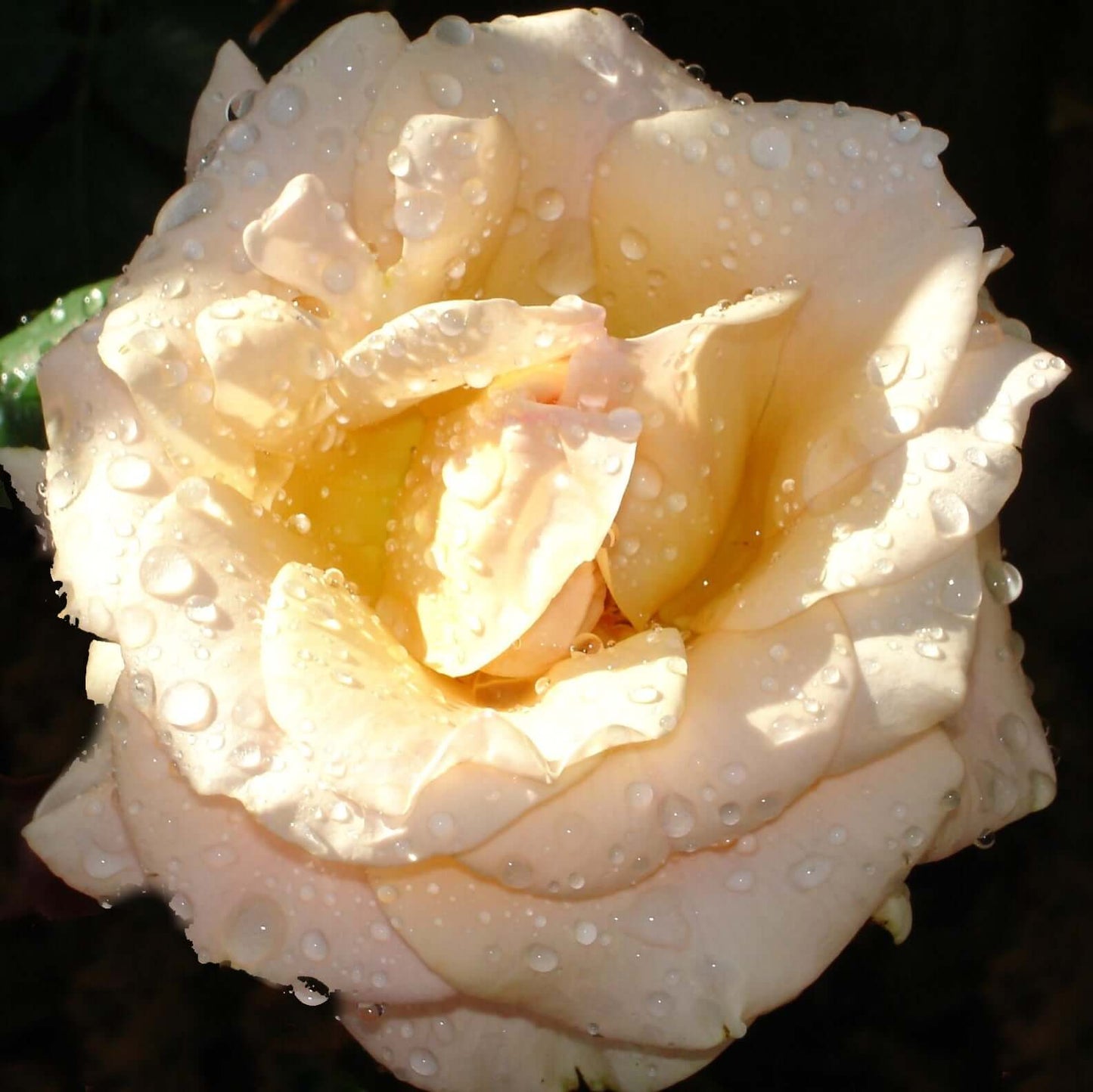 Marilyn Monroe Rose Yellow Flower Close-Up