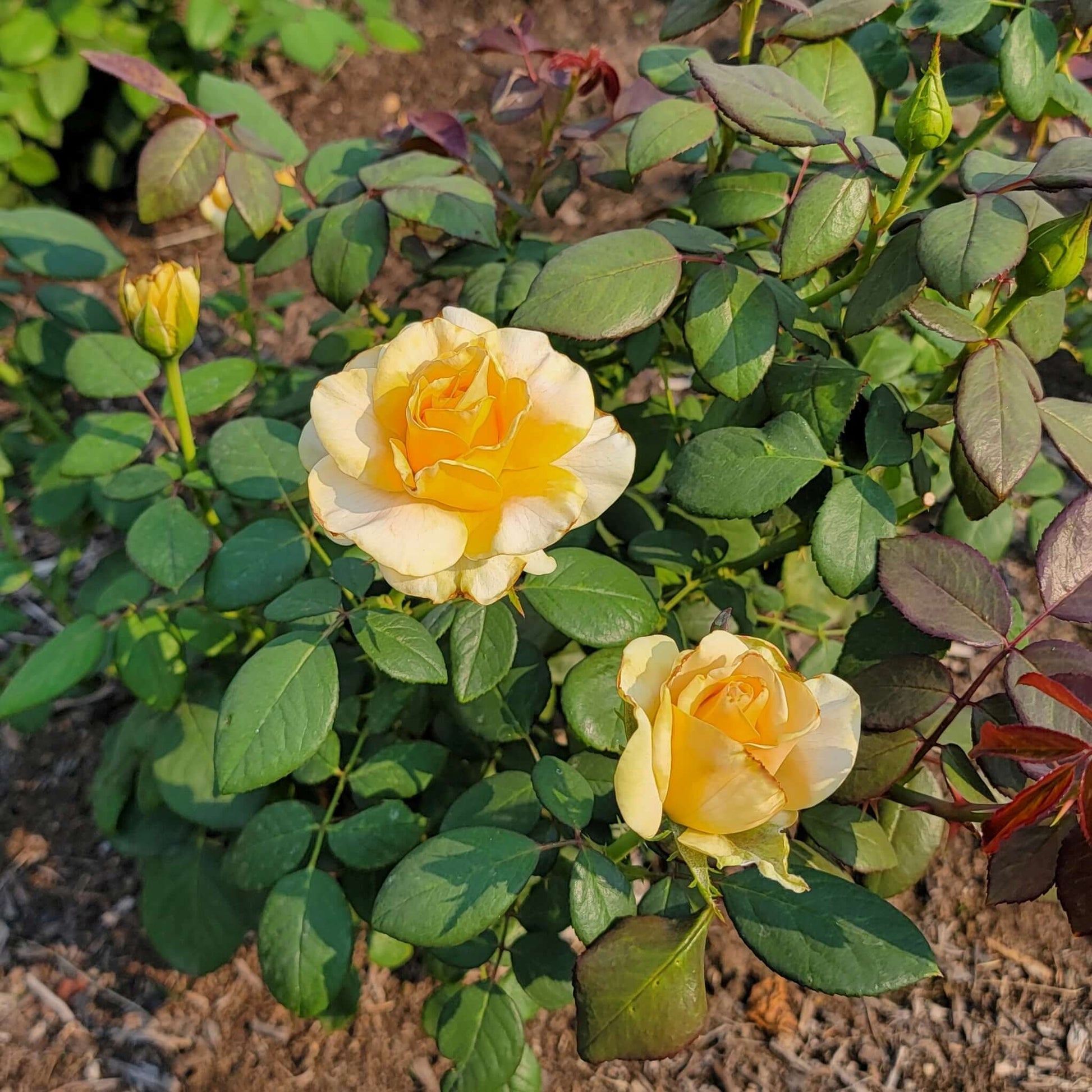 Marilyn Monroe Rose Bush Yellow Flowers Planted