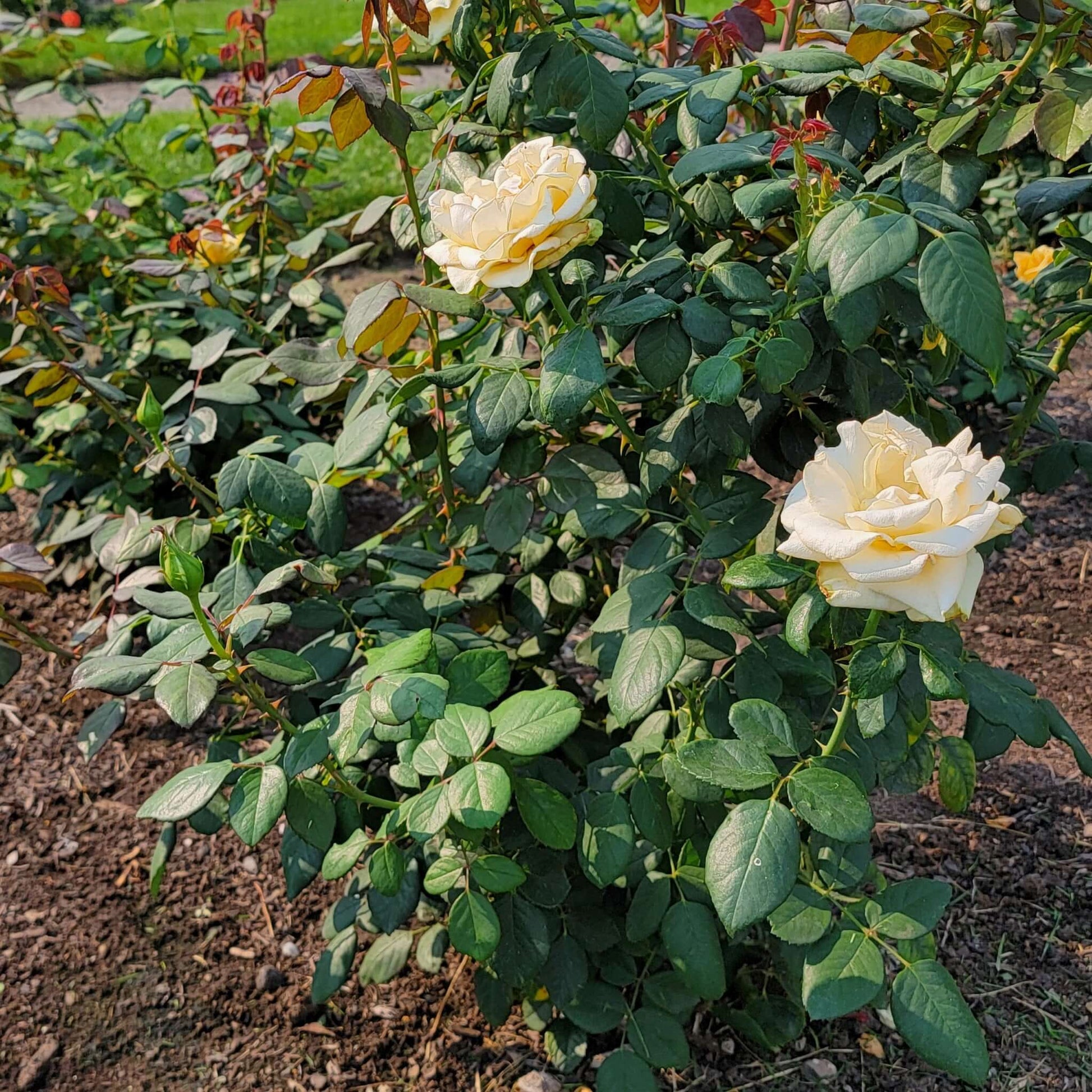 Marilyn Monroe Rose Bush Yellow Flowers