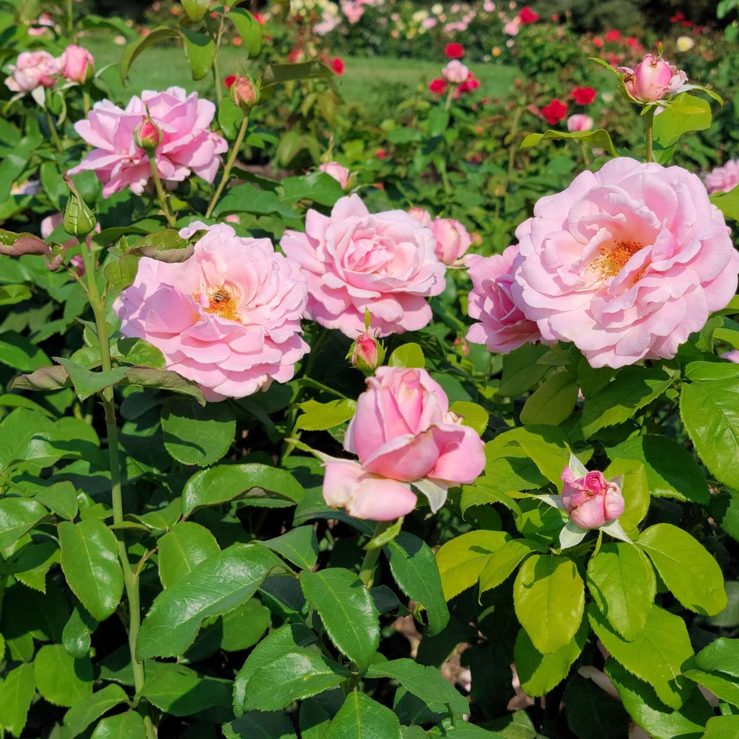 Memorial Day Roses Pink Roses in Bloom