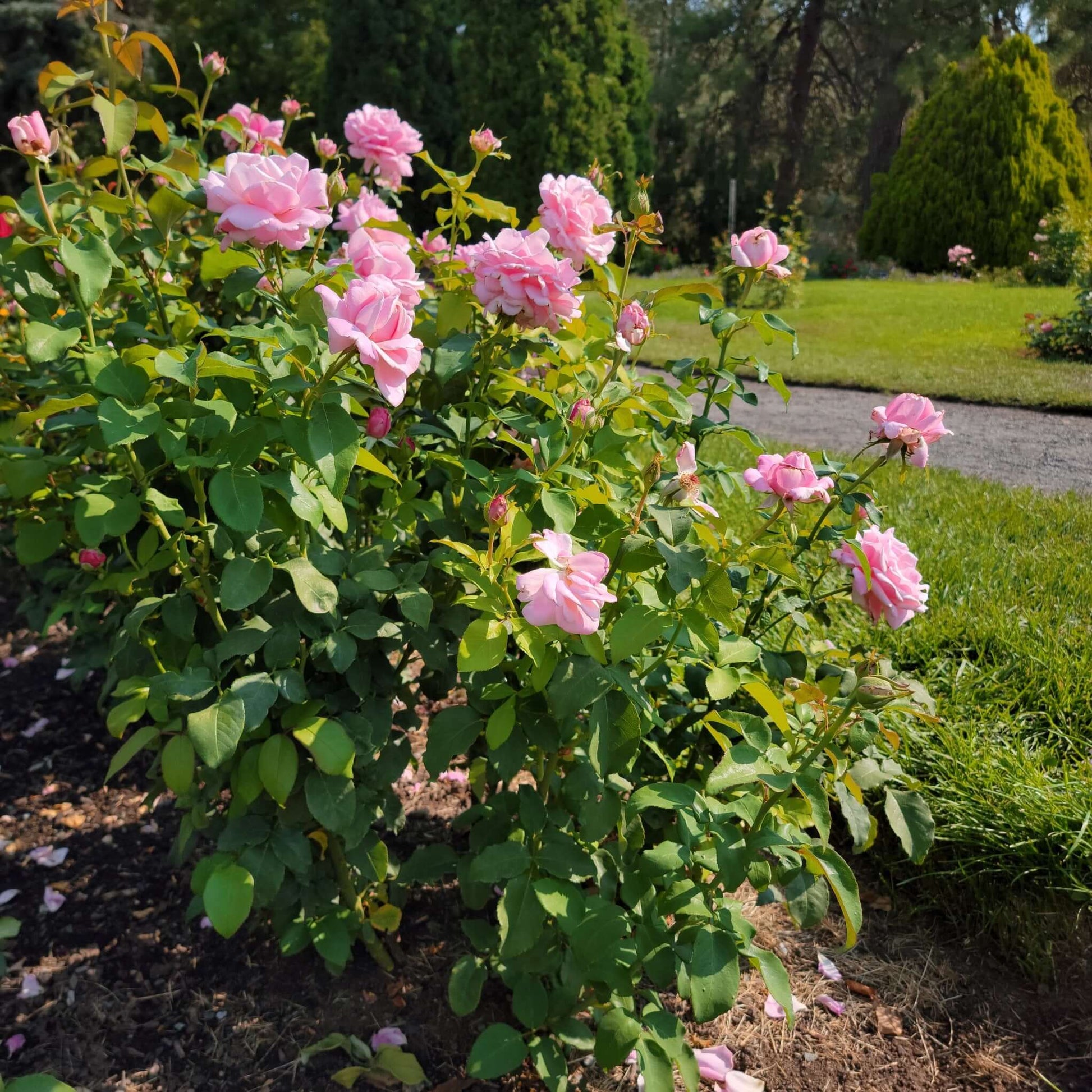 Memorial Day Rose Bush Pink Flowers Garden Landscape