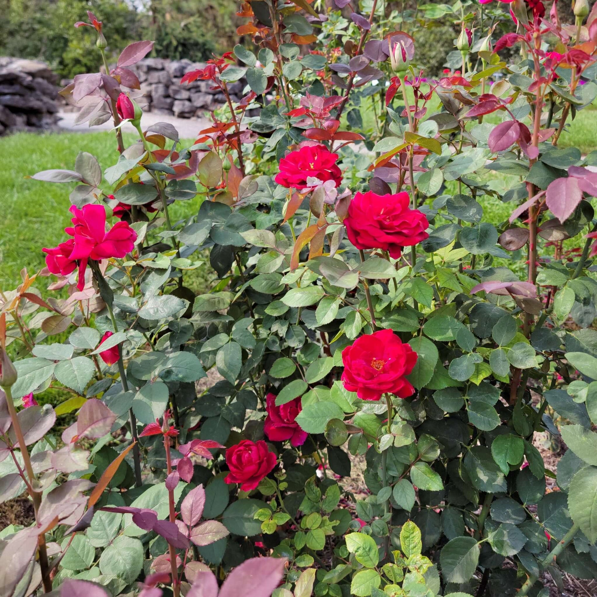 mister lincoln rose seeds Mister Lincoln Rose 5 Gallon