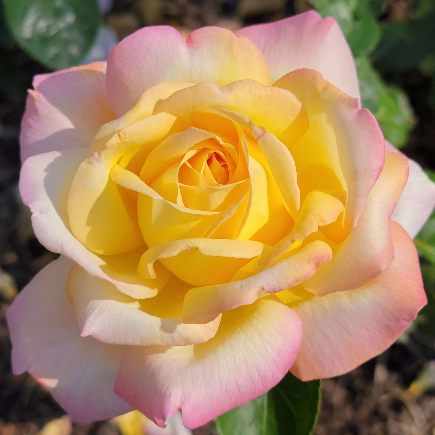 Peace hybrid tea rose