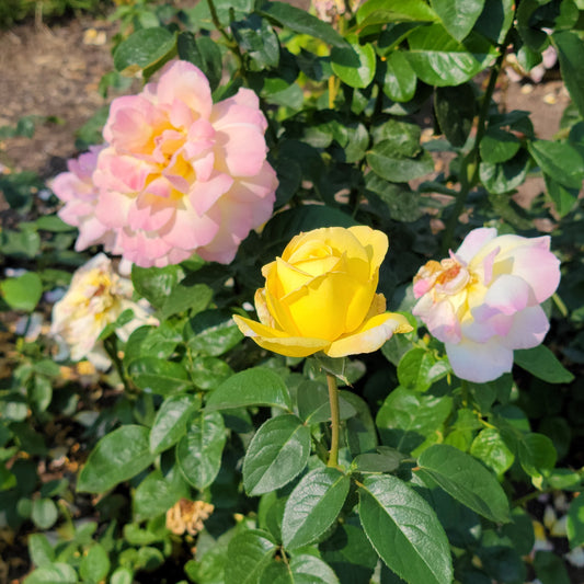 Peace hybrid tea rose