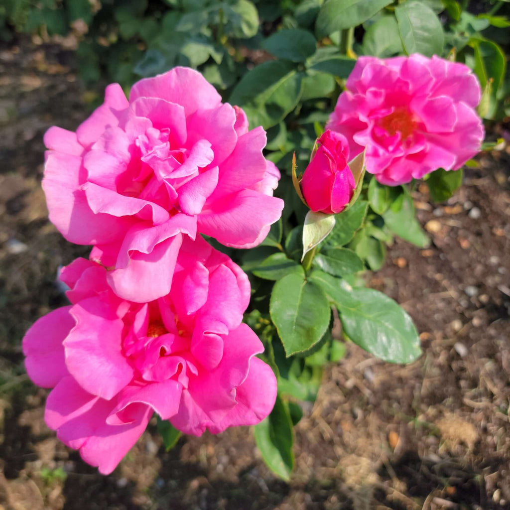 Perfume Delight Hybrid Tea Rose Fragrant Pink Flowers