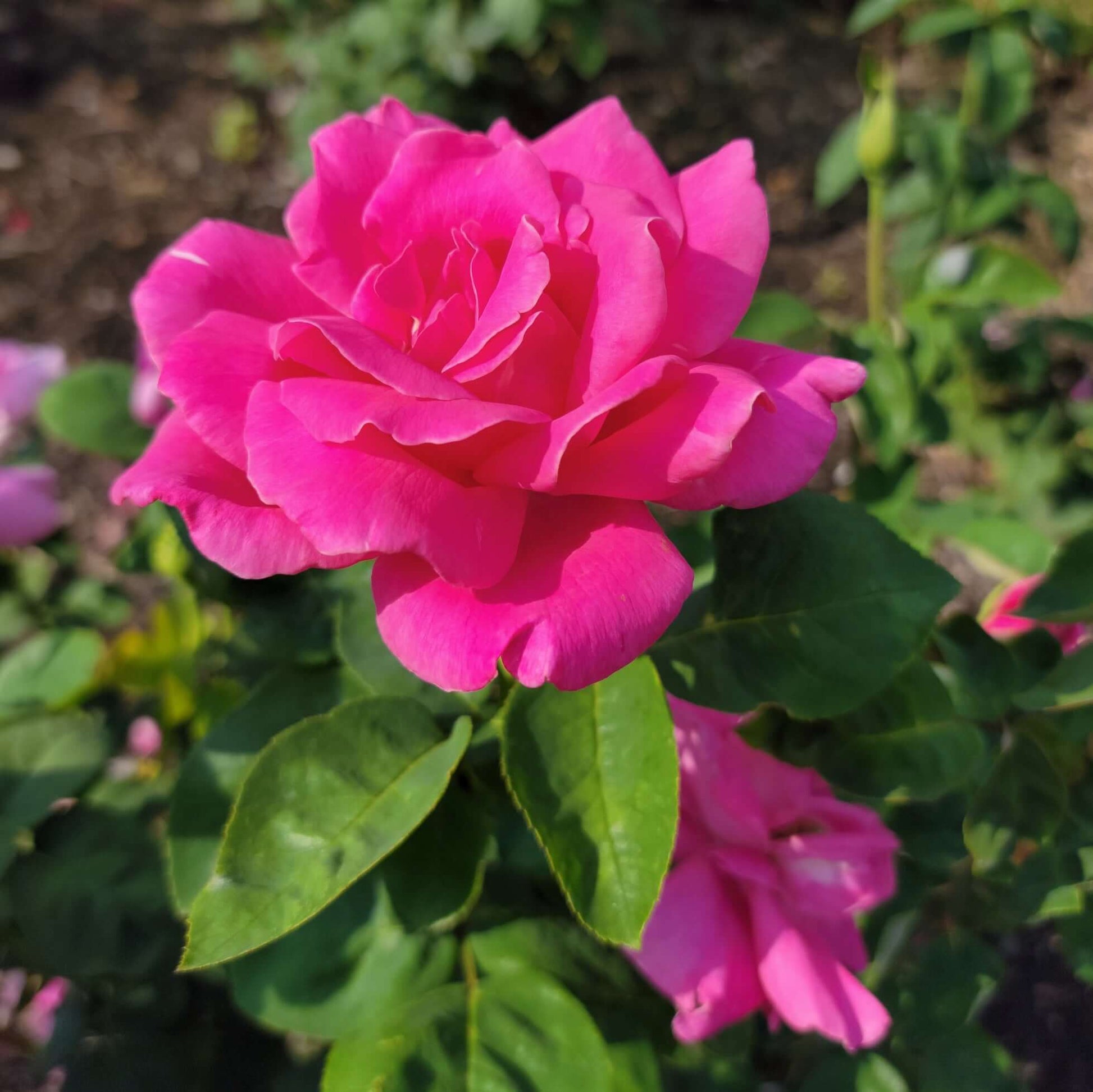 Perfume Delight Hybrid Tea Rose Close-Up Pink Flower