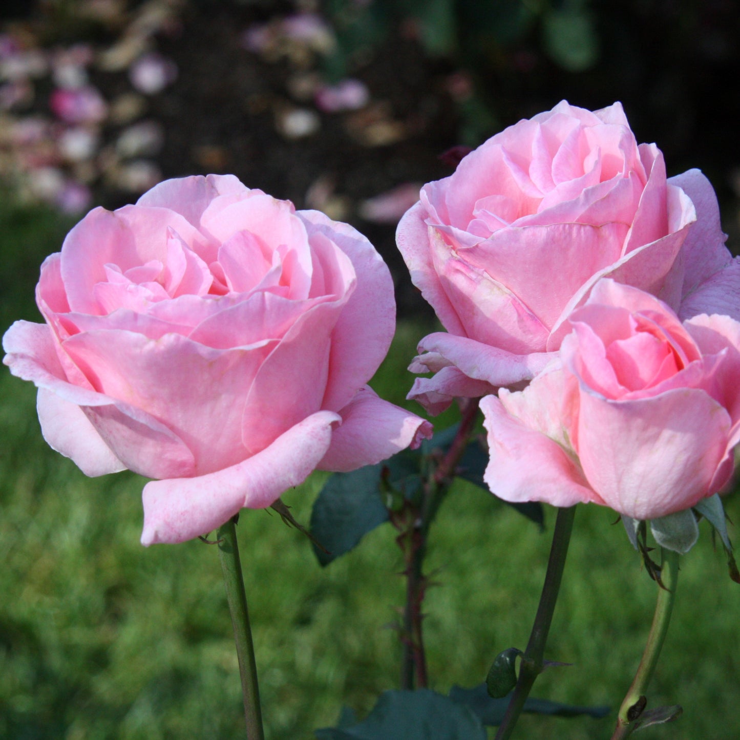 Queen Elizabeth Rose Flower Bloom