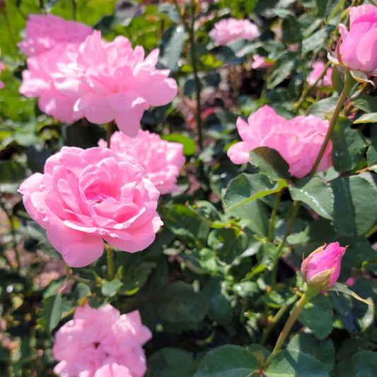 Queen Elizabeth Rose Bush