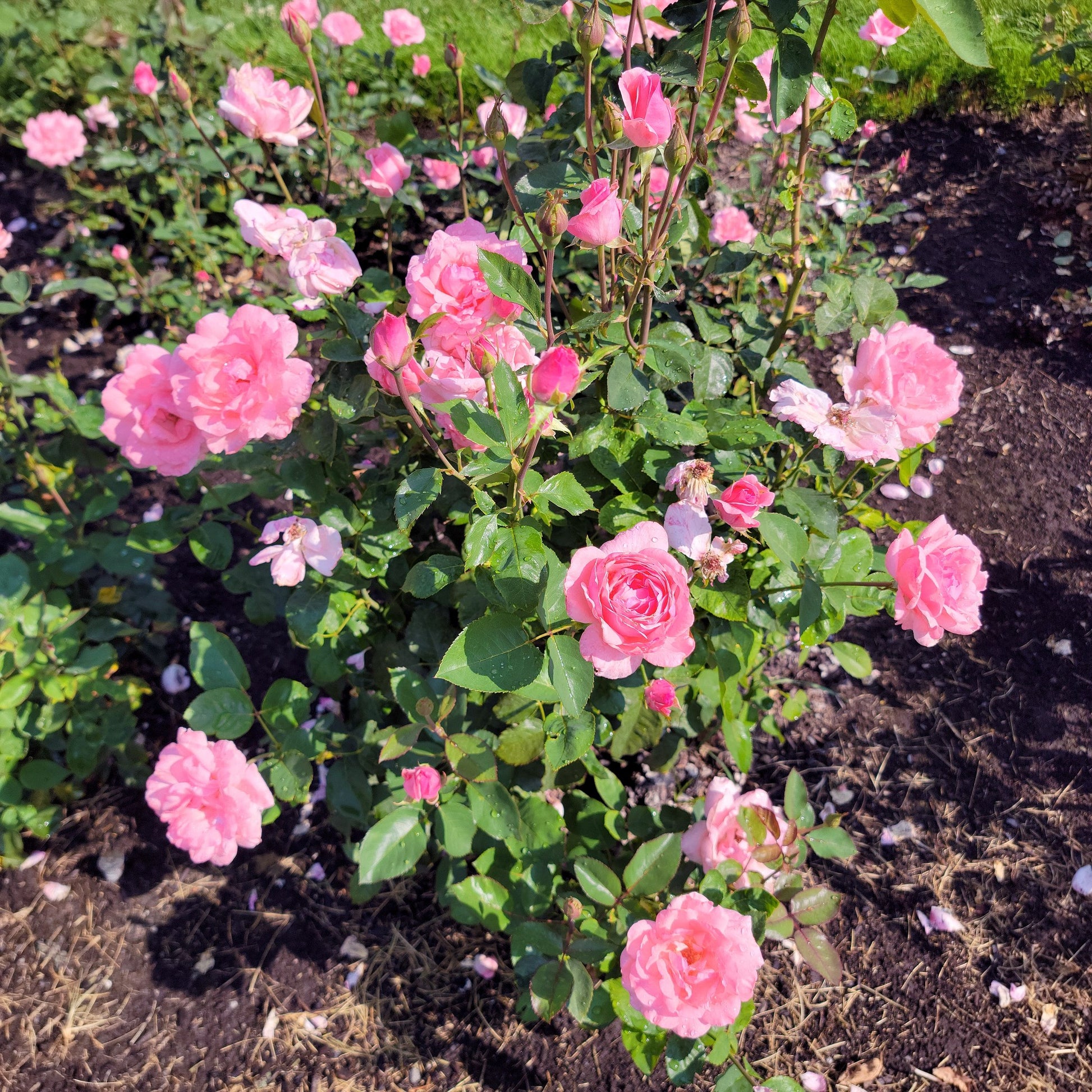 Queen Elizabeth Rose Bush Planted