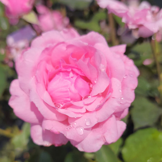 Queen Elizabeth Rose Close-Up Flower