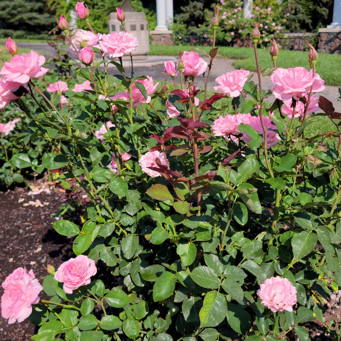 Queen Elizabeth Rose Garden Landscape Pink Flowers