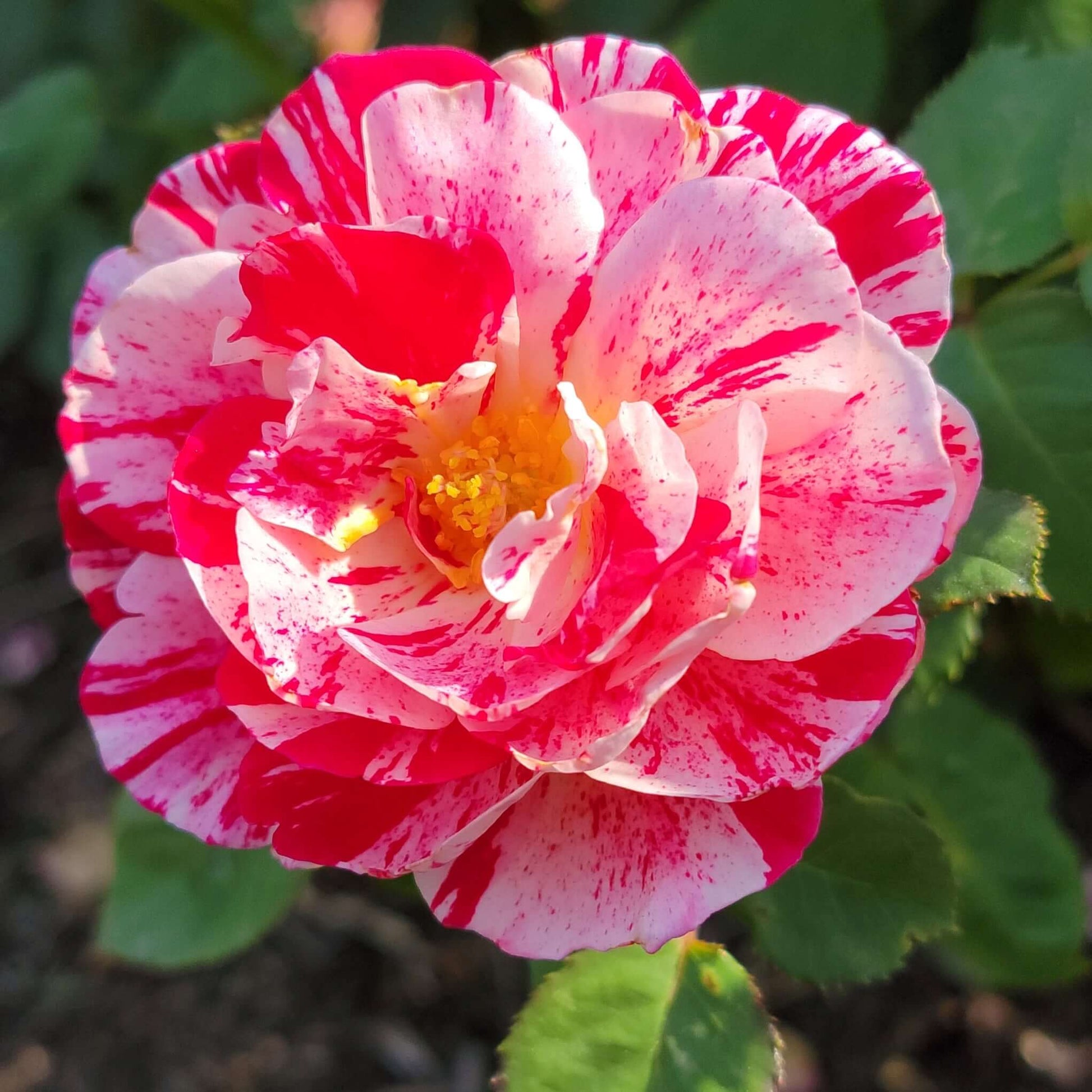 Scentimental Rose Close-Up Multi-Color Red and White also known as Maria Bonita