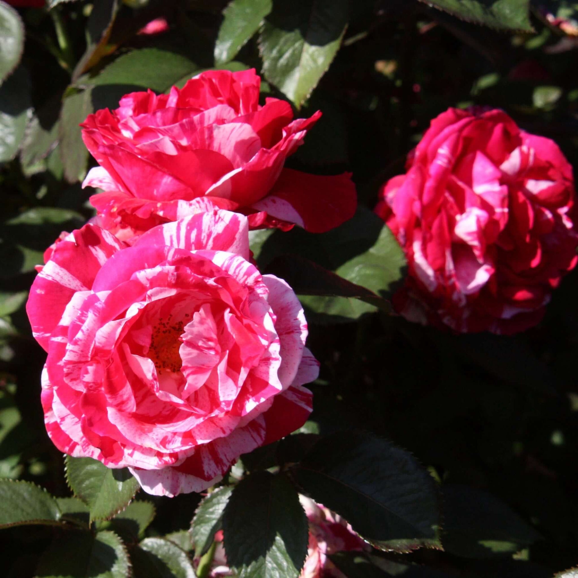 Scentimental Rose Close-Up Bloom