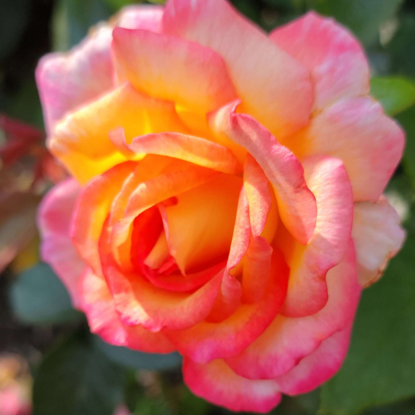 Sheila’s Perfume Rose Pink and Yellow Bloom Close-Up Fragrant Flower