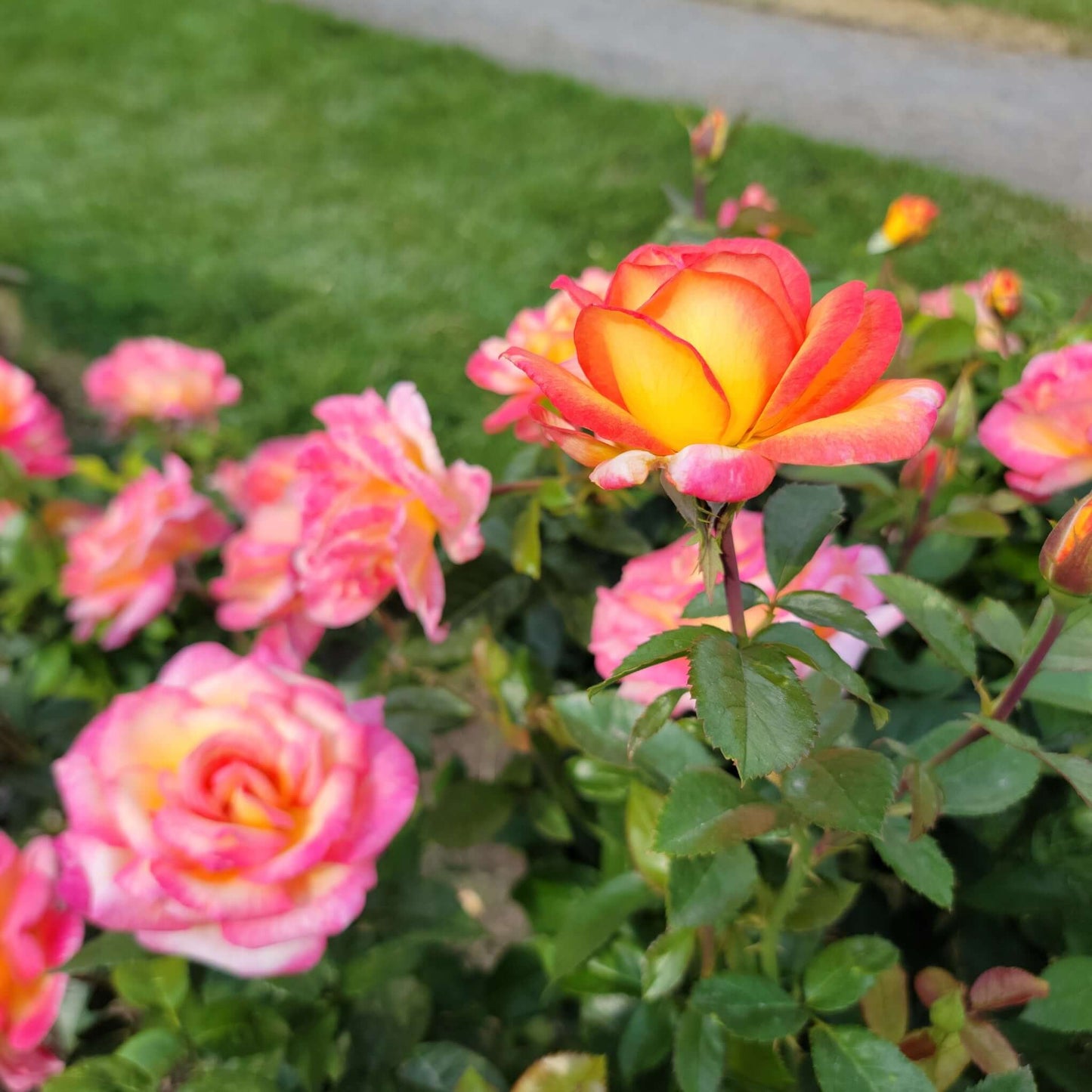 Sheila’s Perfume Rose Multi-Colored Roses Pink and Yellow Fragrant Flowers