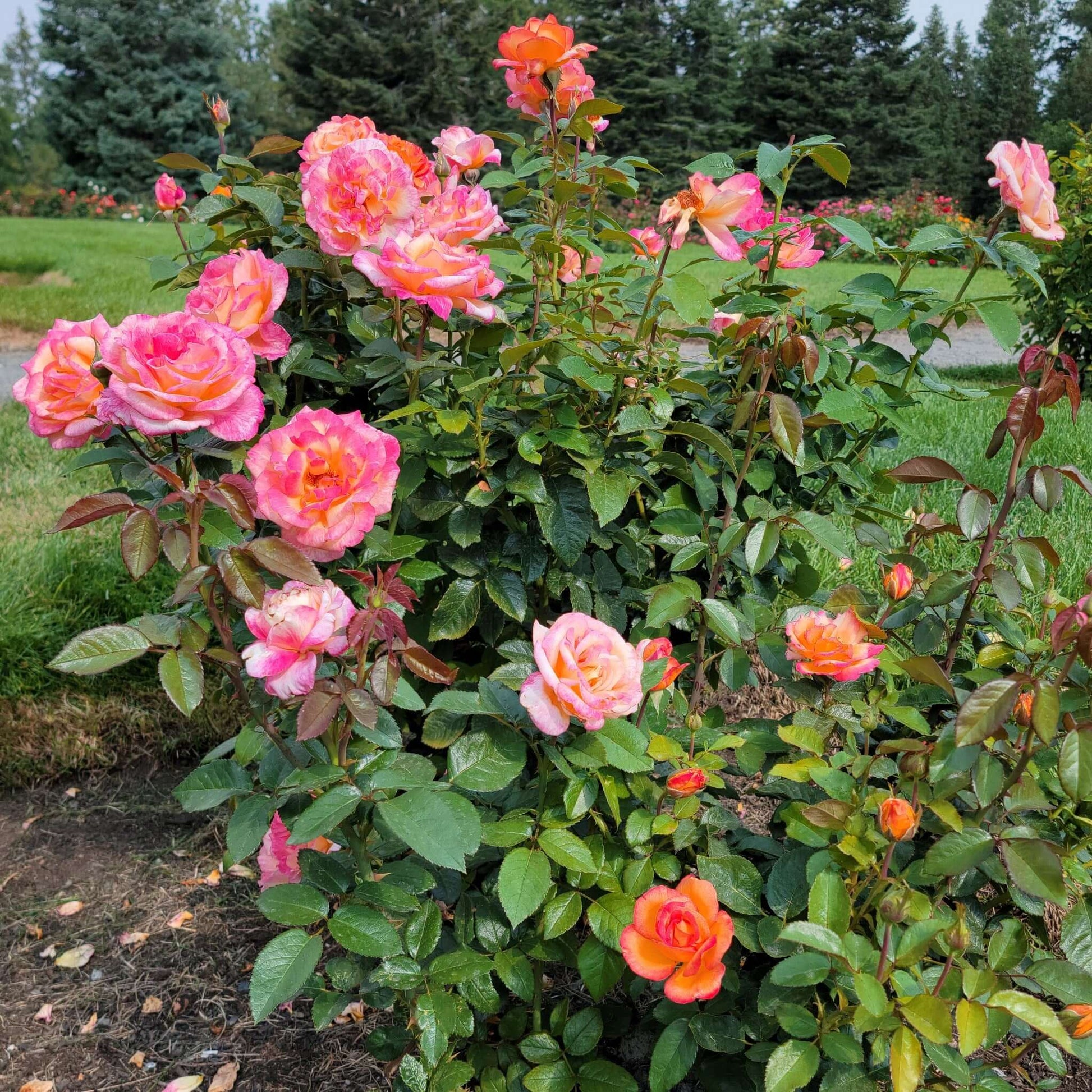 Sheila’s Perfume Rose Bush Pink and Yellow Flowers Garden Landscape