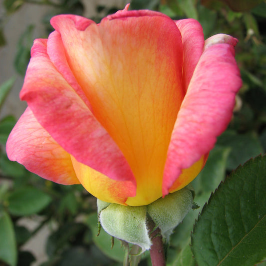 Sheila’s Perfume Rose Close-Up