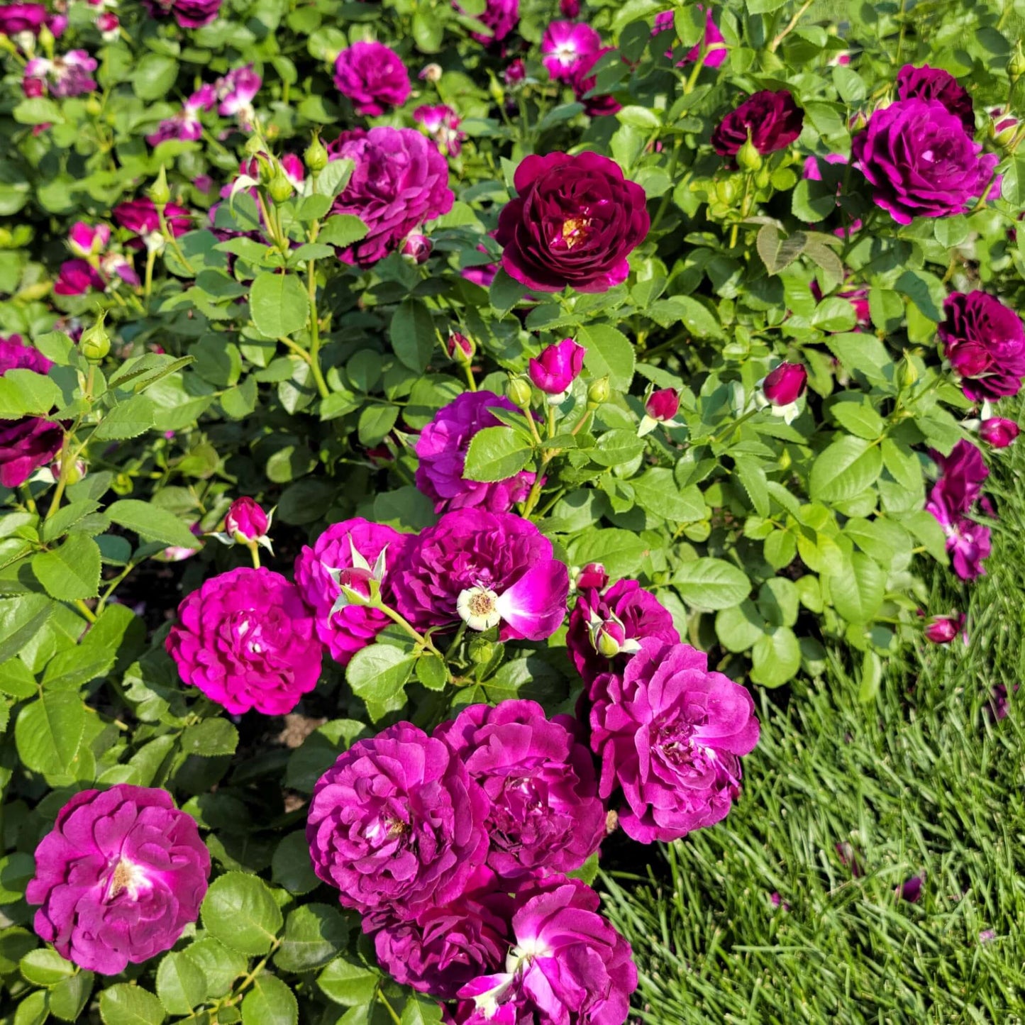 Twilight Zone Rose Bush Planted Garden Landscape Purple Flower